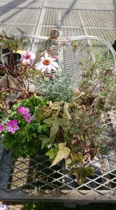 30007612_1653598244718235_1449062052_n