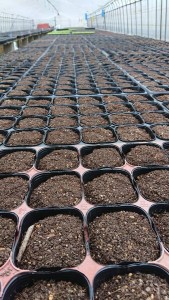 30120310_1661979883880071_1841180407_n