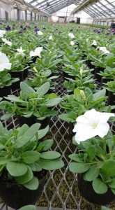 30120874_1661979897213403_860048070_n