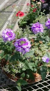 30121246_1653598238051569_950515171_n