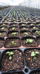 30180285_1661979870546739_623977112_n