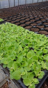 30429271_1661979903880069_1049689196_n