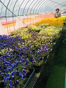 31300672_1570385546392998_8813396144061720987_n