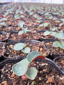 31171469_1686336331444426_5506485292829245440_n