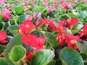 31523515_1686336221444437_8568356611880386560_o