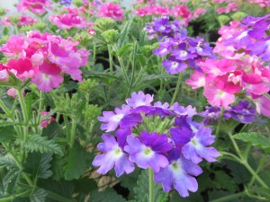 31530608_1686335978111128_618406231844847616_o