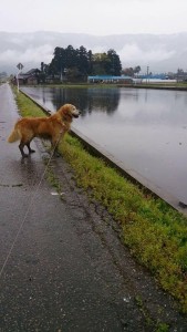 31531079_1687381524673240_7587271053659865088_n