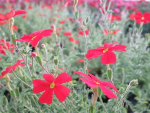 31543024_1686336141444445_50630908436283392_o