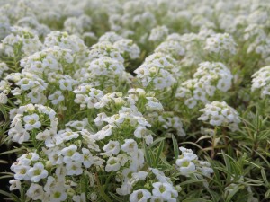 31543490_1686335971444462_8870917129235333120_o