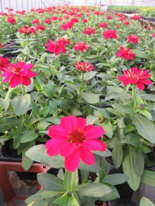 31890694_1686335541444505_4141115545913131008_n