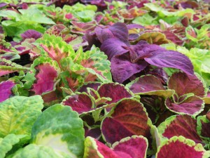 31895154_1686336258111100_7154020531233095680_o