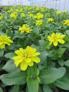 31919478_1686335521444507_9208794402456076288_n