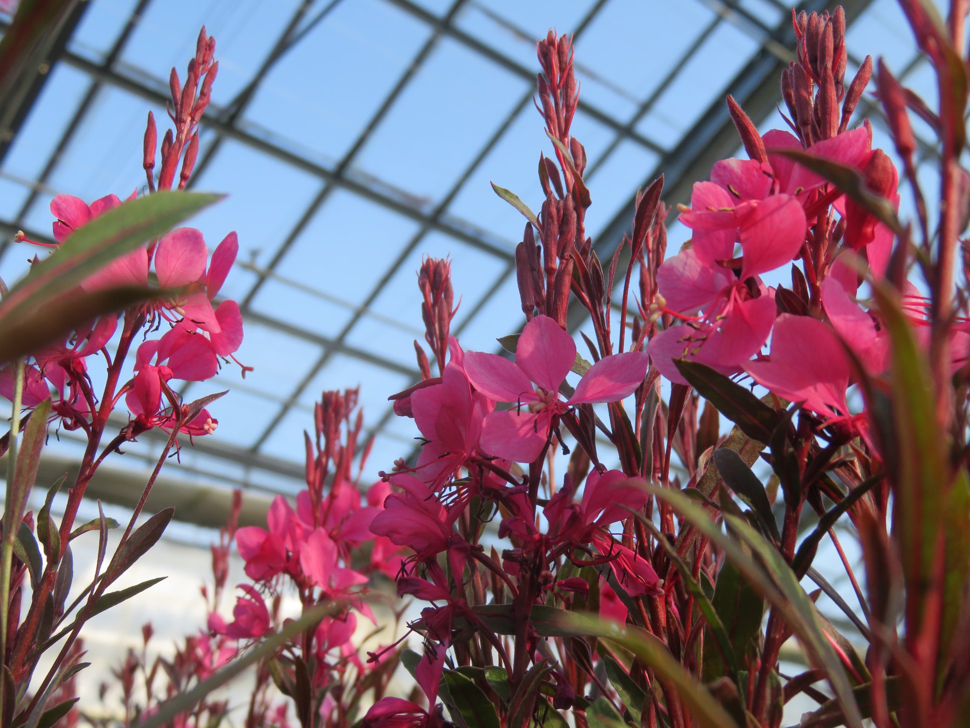 絶賛花盛り！！