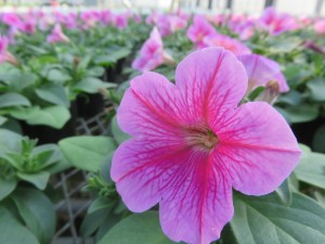 31938248_1686335791444480_991235356214951936_o