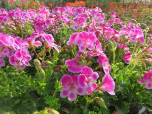 31939831_1686335988111127_4366668918853468160_o