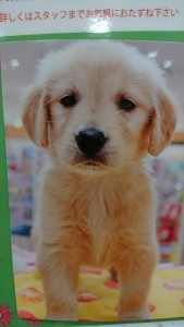 31944636_1687385288006197_6231770763632836608_n