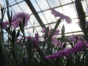 31945688_1686336178111108_3587697692584706048_o