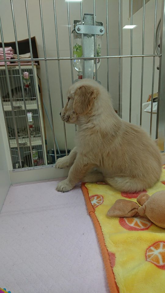 アッシュ・・・