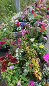 33060354_1703583859719673_7335842250812817408_n