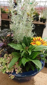 33689806_1709154492495943_3429090477398294528_n