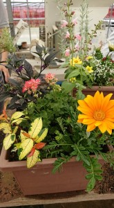 33690379_1709154185829307_7625764332978044928_n