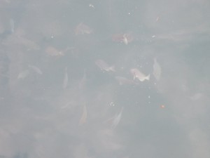 33853813_1712943332117059_4322450838971744256_o