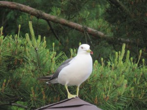 33875391_1712944342116958_1296520068246536192_o