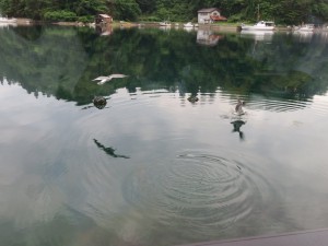 33898072_1712947272116665_1348354112986546176_o