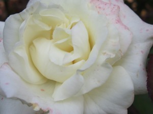 34159332_1716812685063457_670858936559075328_n