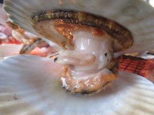 34160874_1716476188430440_8195157252739432448_o