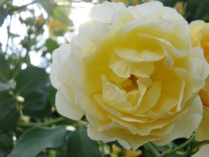 34175071_1716812995063426_8437951917191069696_n