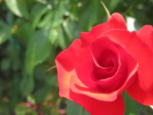 34203633_1716812978396761_5814249206012968960_n