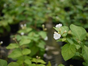 34963521_963947843782655_585003369240723456_o