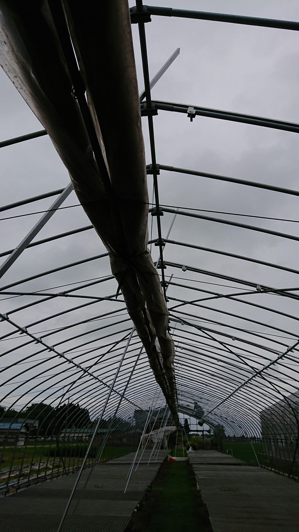 ビニールハウスの張替♪