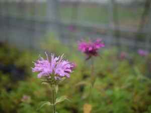 35883654_963947957115977_8922272143387918336_o