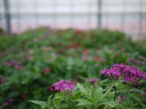 35925239_963947830449323_4432034227994755072_o