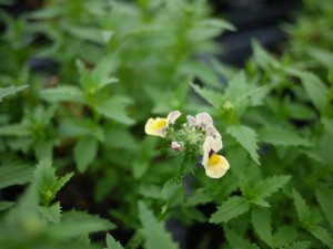 36176770_963947847115988_4206529263630811136_o