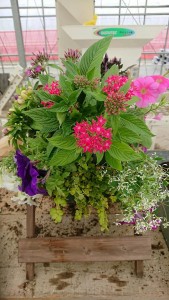 36269154_1749232071821518_2409847441877630976_n