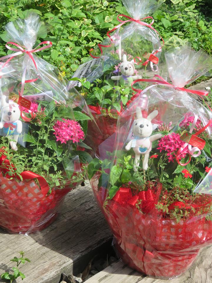 美食花の寄せ植え発送！！