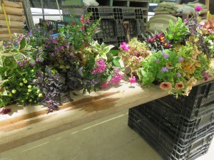 36525225_1756924184385640_2915742388313915392_n