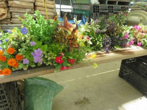 36549016_1756924127718979_8397302259347619840_n