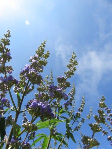 37153862_1777295335681858_8296603572817100800_n