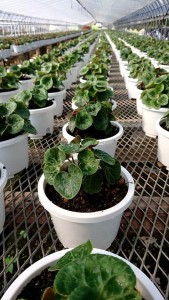 37715271_1792623164149075_8928723991720361984_n