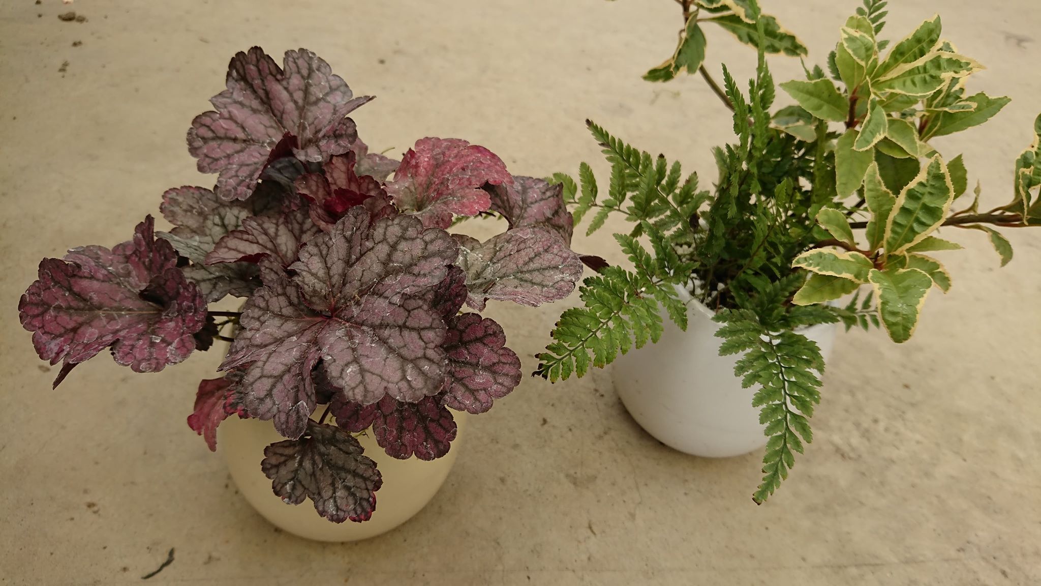 今月のＪＯＹ☆ガーデニング隊