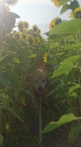 38768537_1819276794817045_9079813953281851392_n