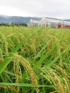 38769072_1819257594818965_612232581429067776_n