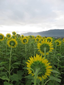 38784248_1819257198152338_7289665081728565248_n