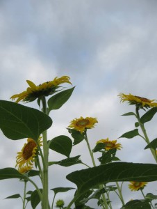 38785137_1819257148152343_1973851164038397952_n