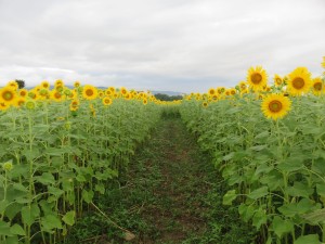 38793829_1819256998152358_4105999180336463872_o