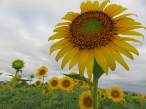 38821380_1819257351485656_9002028556498239488_o